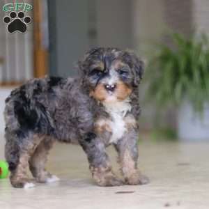 Trump, Mini Bernedoodle Puppy